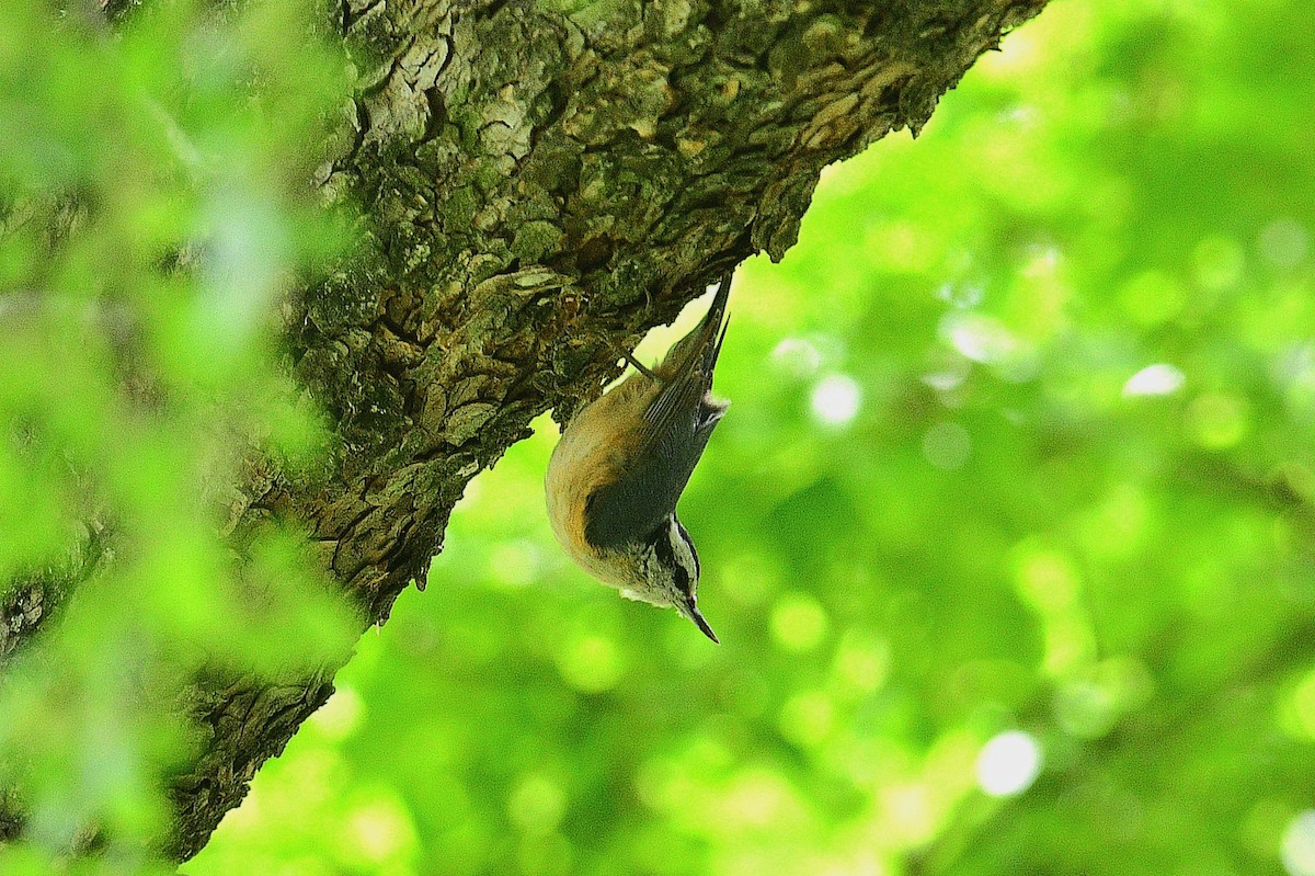 Red-breasted Nuthatch - ML550257561