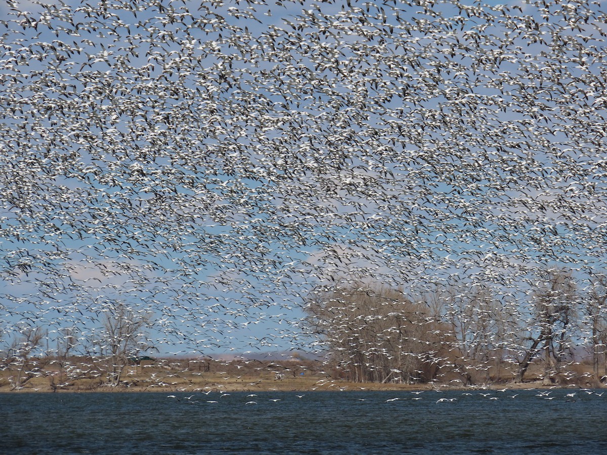 Snow Goose - Lorie Chesnut