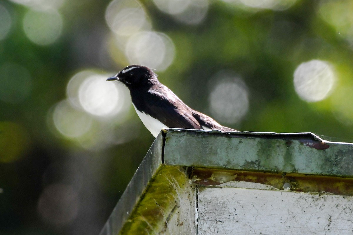 Willie-wagtail - Alison Bentley