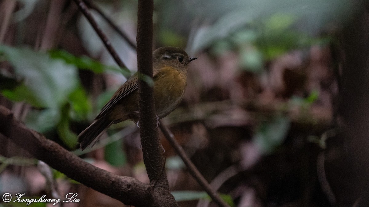 White-browed Bush-Robin - ML550260261