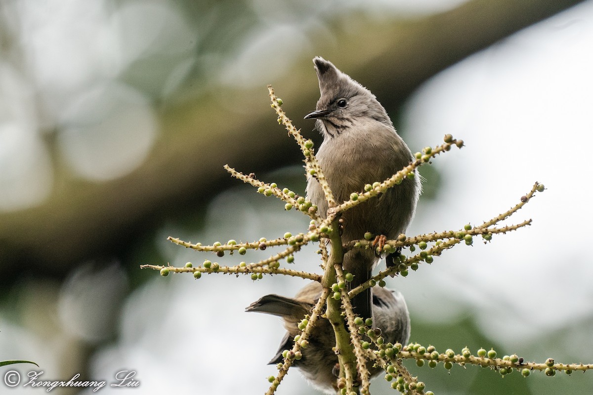 Stripe-throated Yuhina - ML550260281