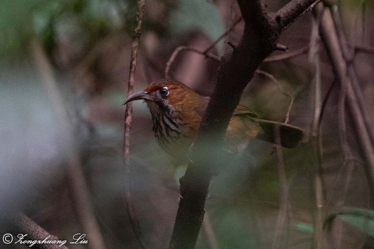 Black-streaked Scimitar-Babbler - ML550260471