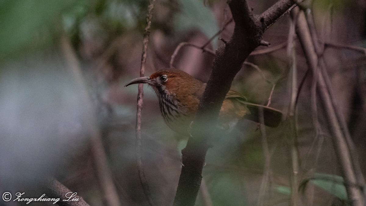 Black-streaked Scimitar-Babbler - ML550260481