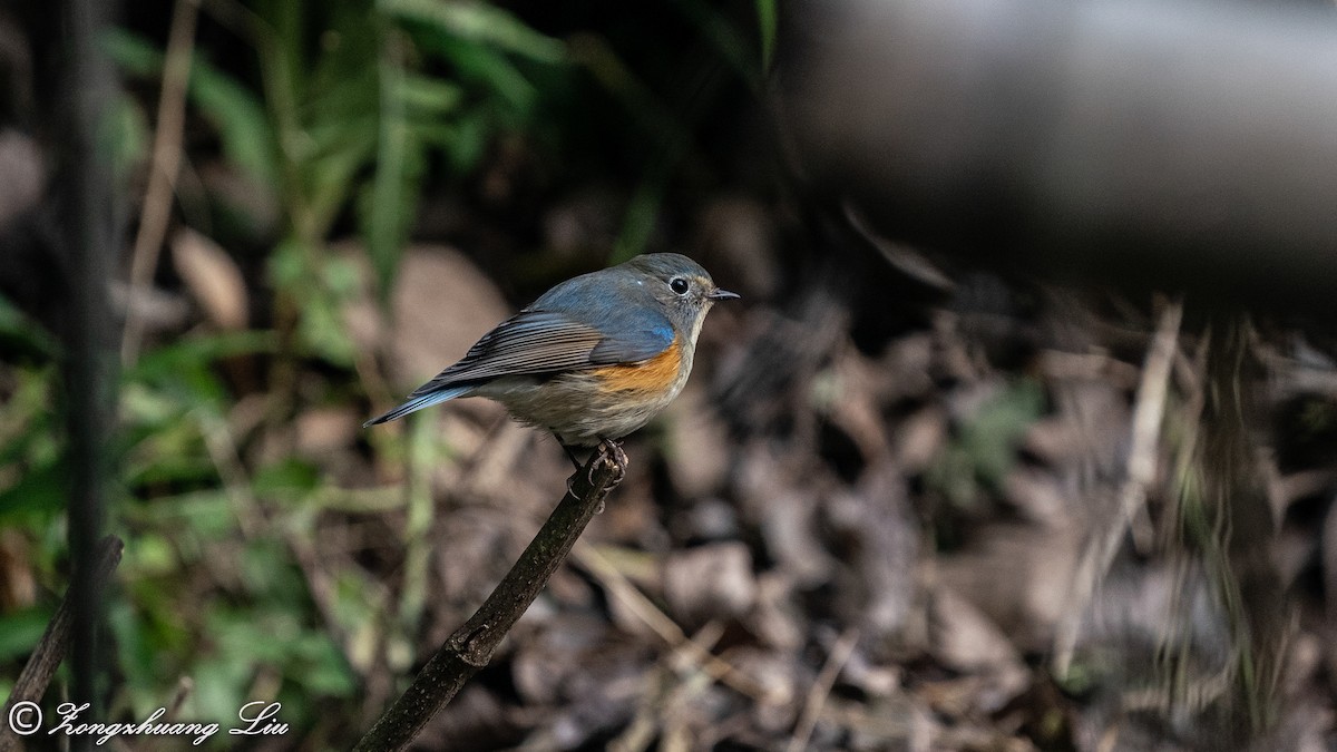 Red-flanked Bluetail - ML550260551