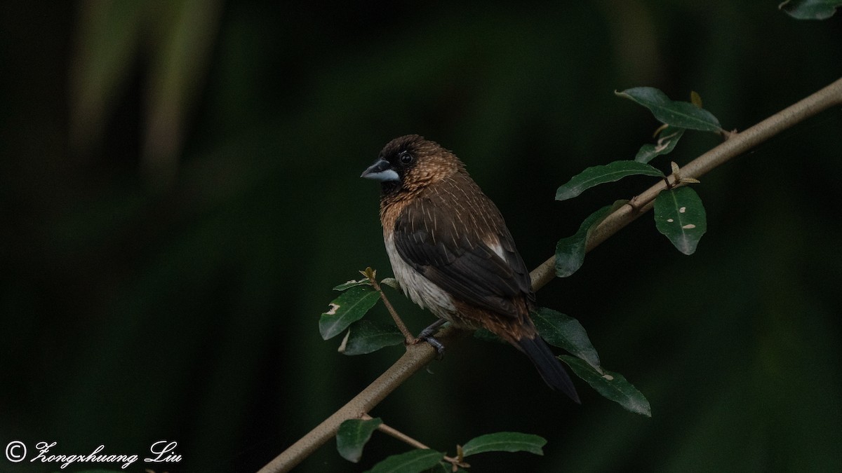 White-rumped Munia - ML550260741