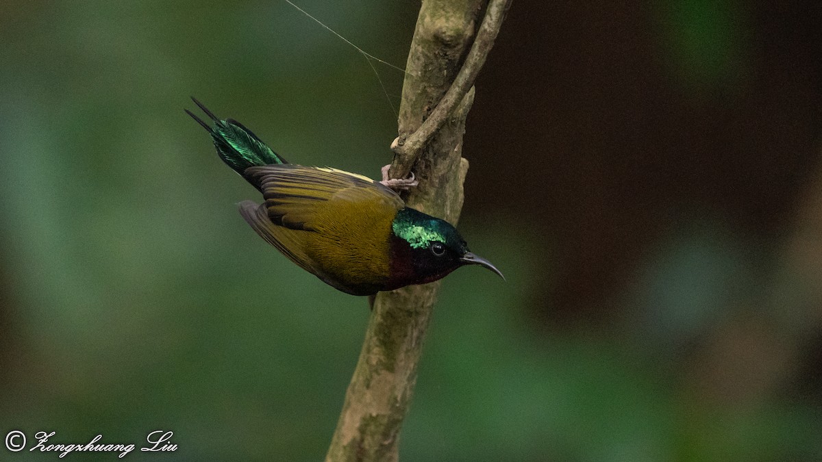 Fork-tailed Sunbird - ML550260771