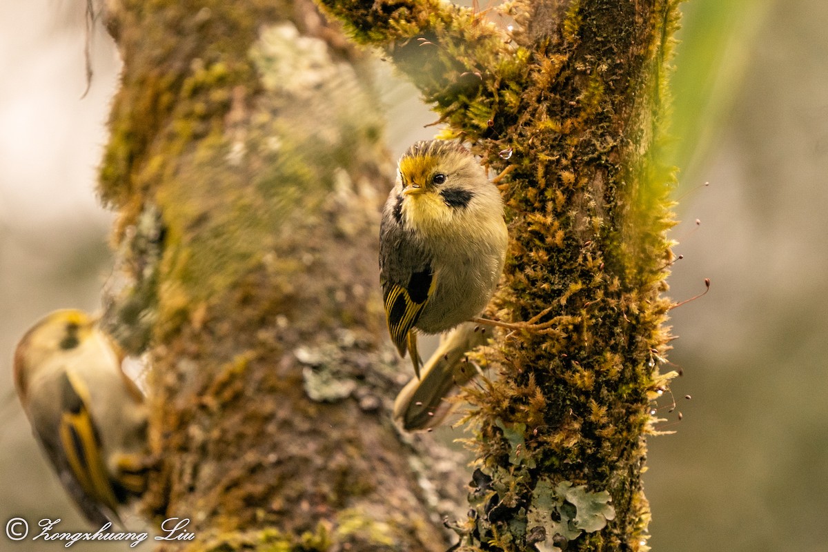 Gold-fronted Fulvetta - ML550262041