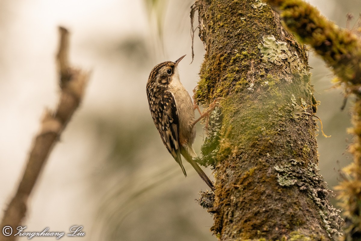 Sichuan Treecreeper - ML550262311