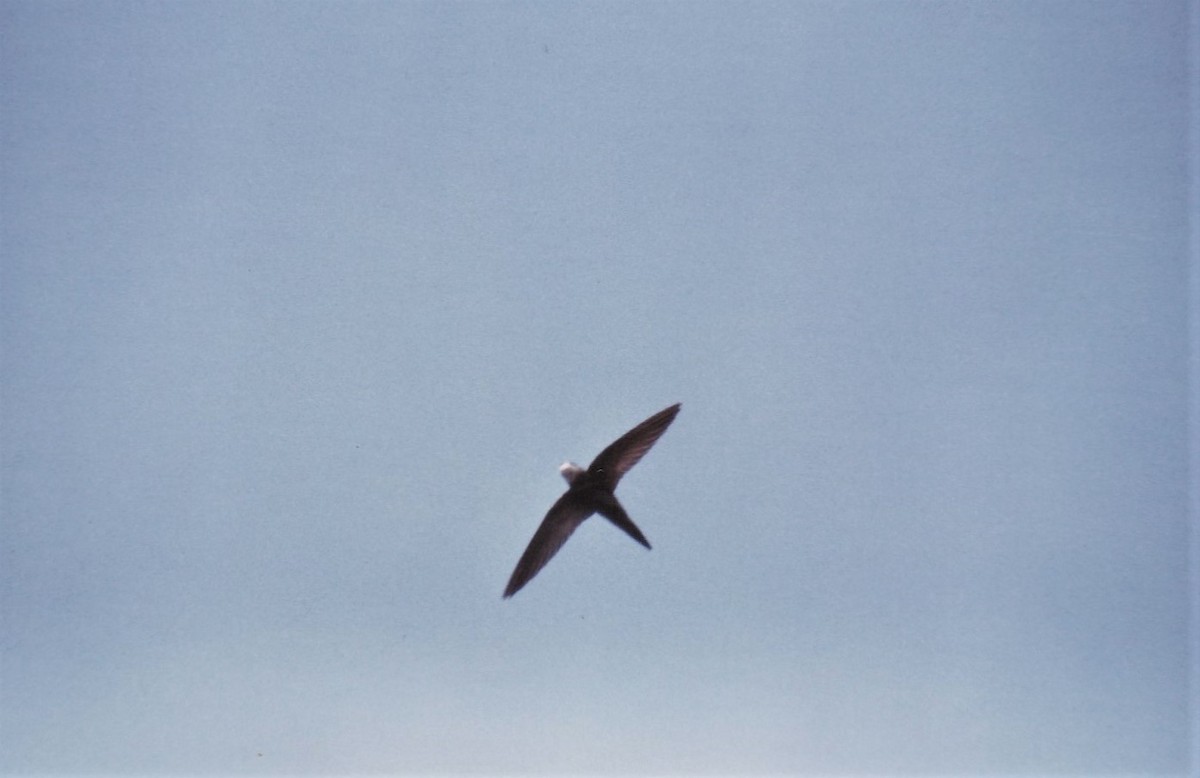 Pallid Swift - ML550262471