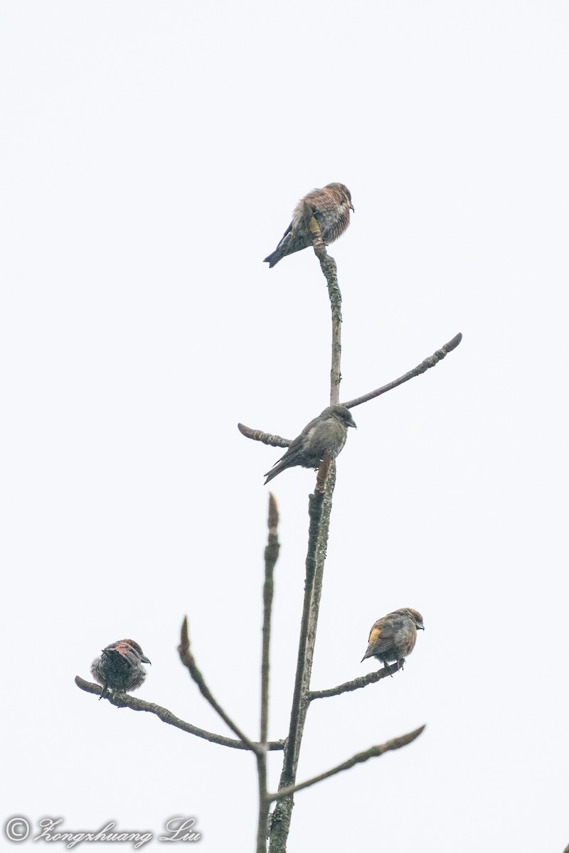 Bec-croisé des sapins (himalayensis) - ML550262971