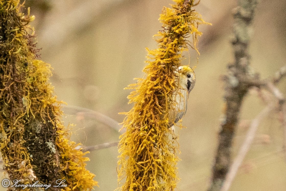 Pseudominla à front jaune - ML550264211