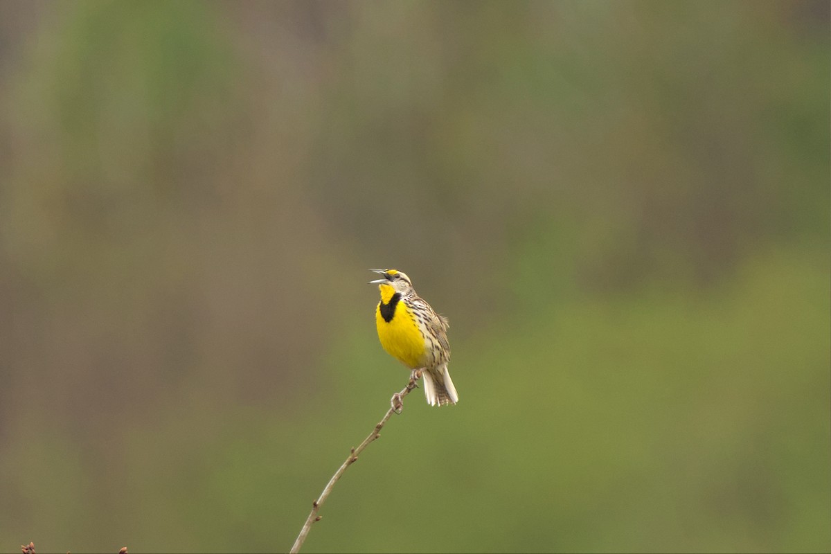 Eastern Meadowlark - ML550264471