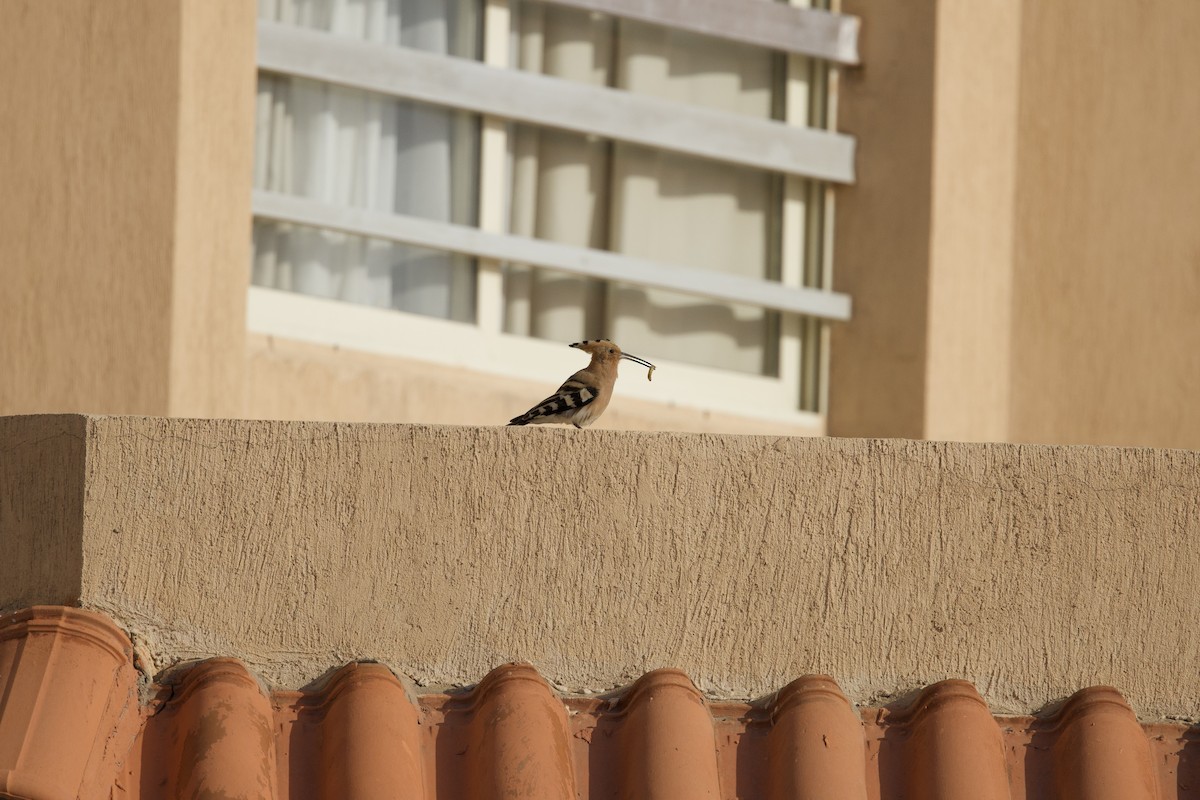 Common Hoopoe - ML550264581