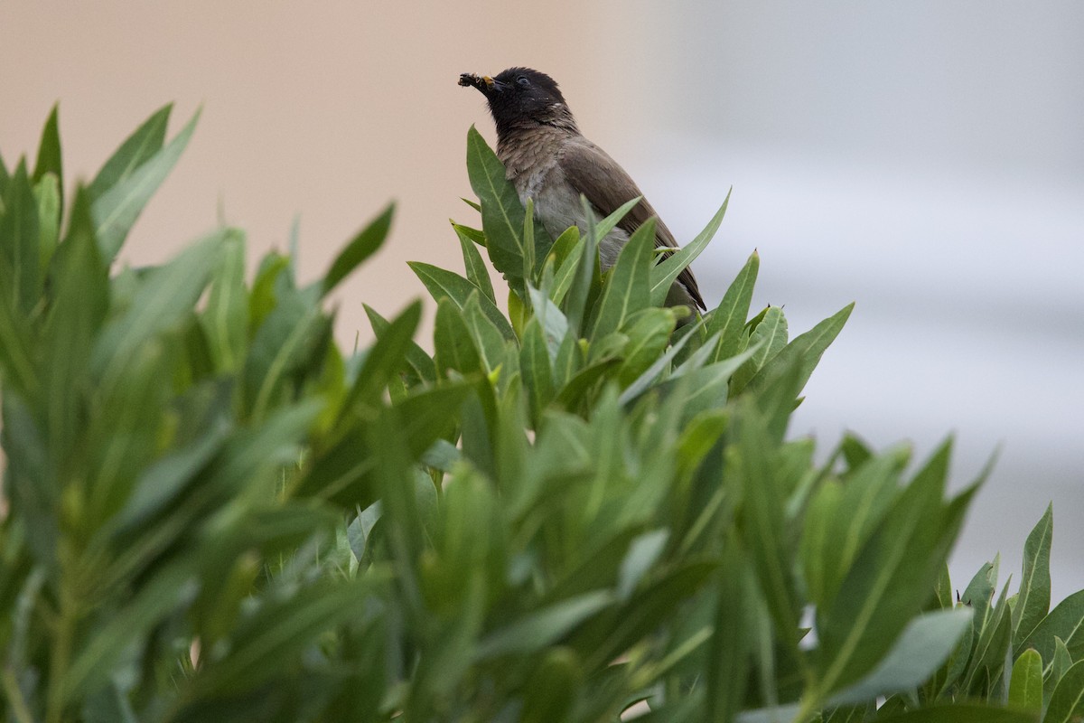 Common Bulbul - ML550264911