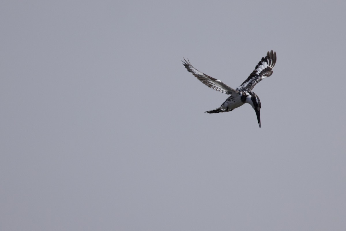 Pied Kingfisher - ML550265061