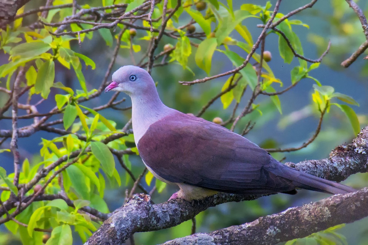 Mountain Imperial-Pigeon - ML550265081