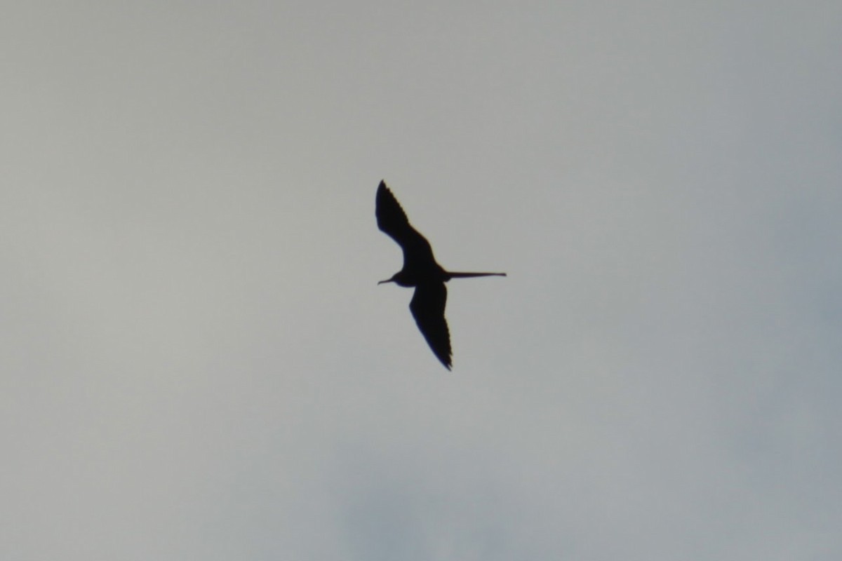 Magnificent Frigatebird - ML550265421