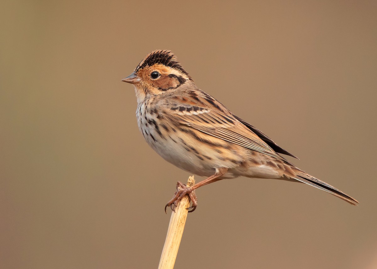 Little Bunting - ML550266311