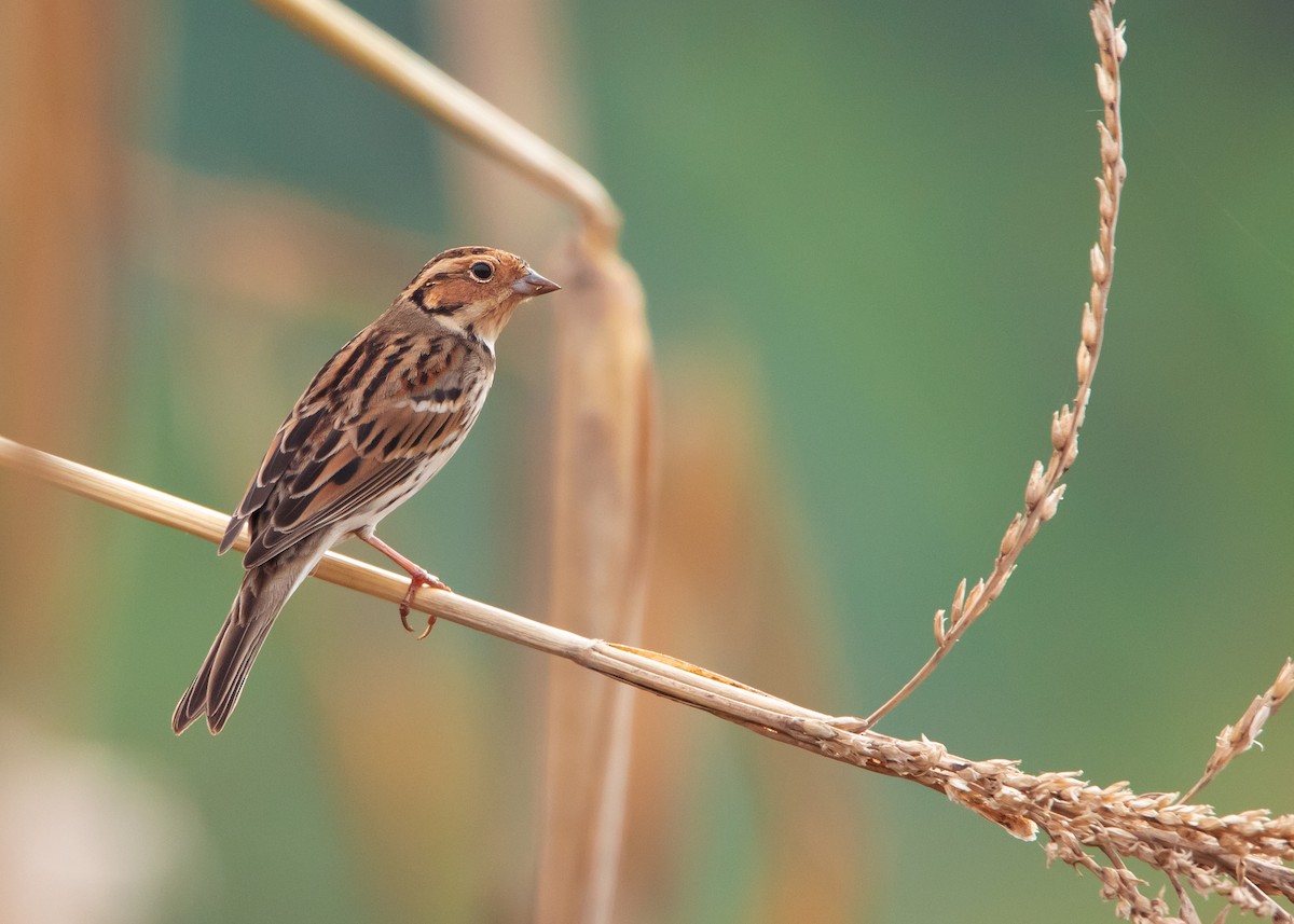 Little Bunting - ML550266341