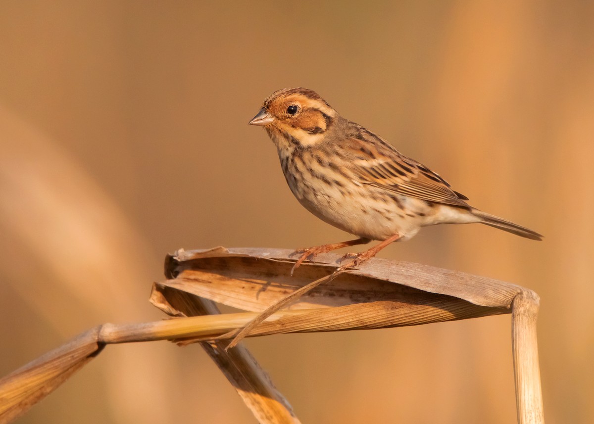 Little Bunting - ML550266351