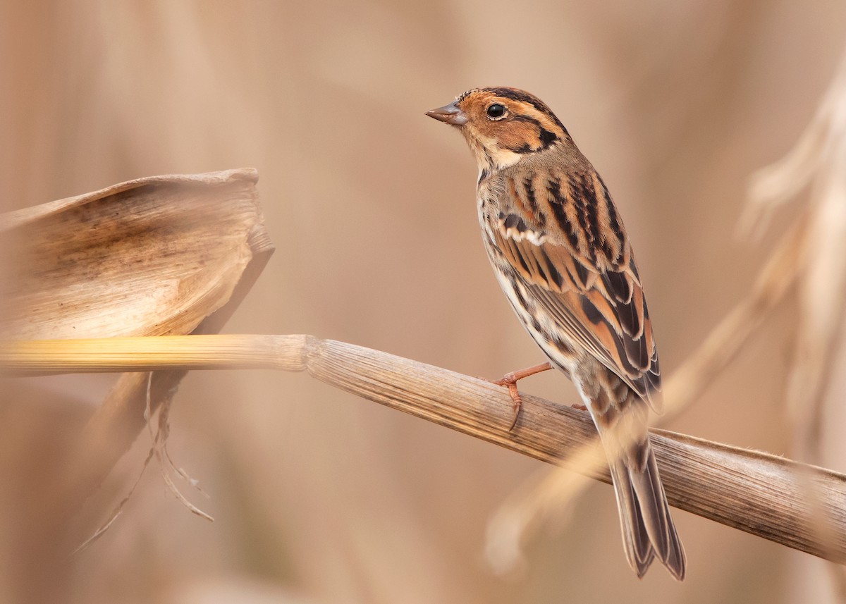 Little Bunting - Ayuwat Jearwattanakanok