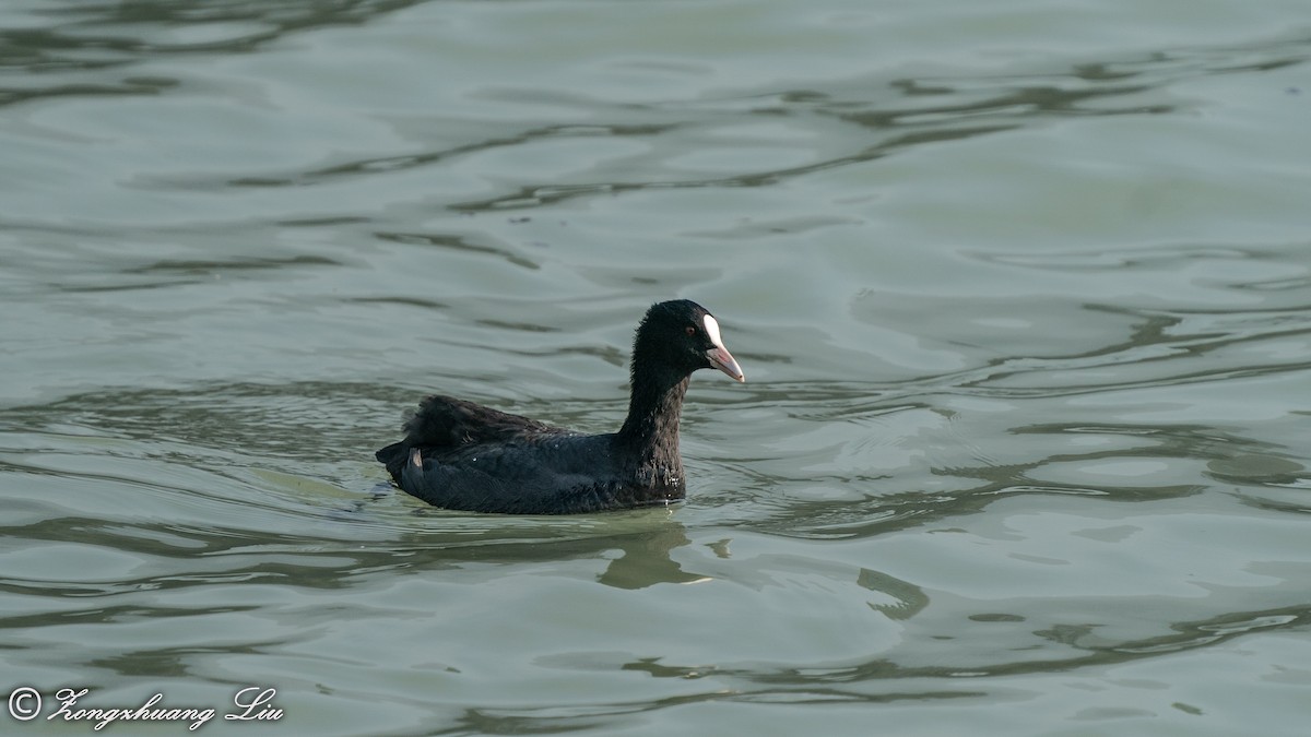 Eurasian Coot - ML550268051