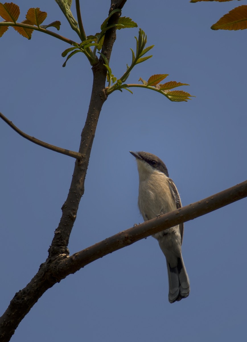 Bar-winged Flycatcher-shrike - ML550268061