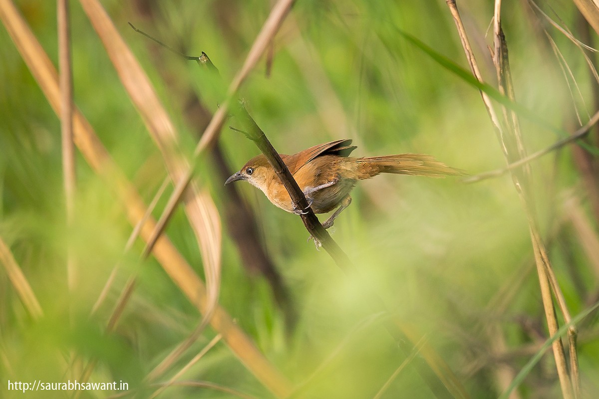 Slender-billed Babbler - Saurabh Sawant