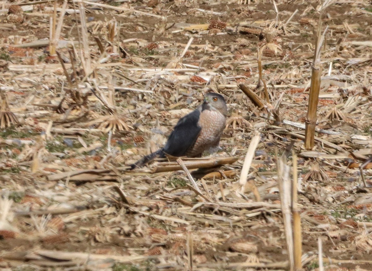 Cooper's Hawk - ML550269261