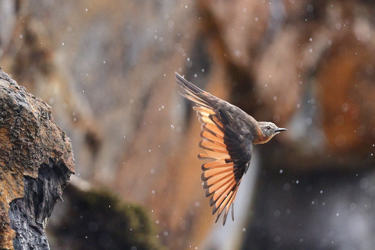 Cliff Flycatcher (Cliff) - ML550269521