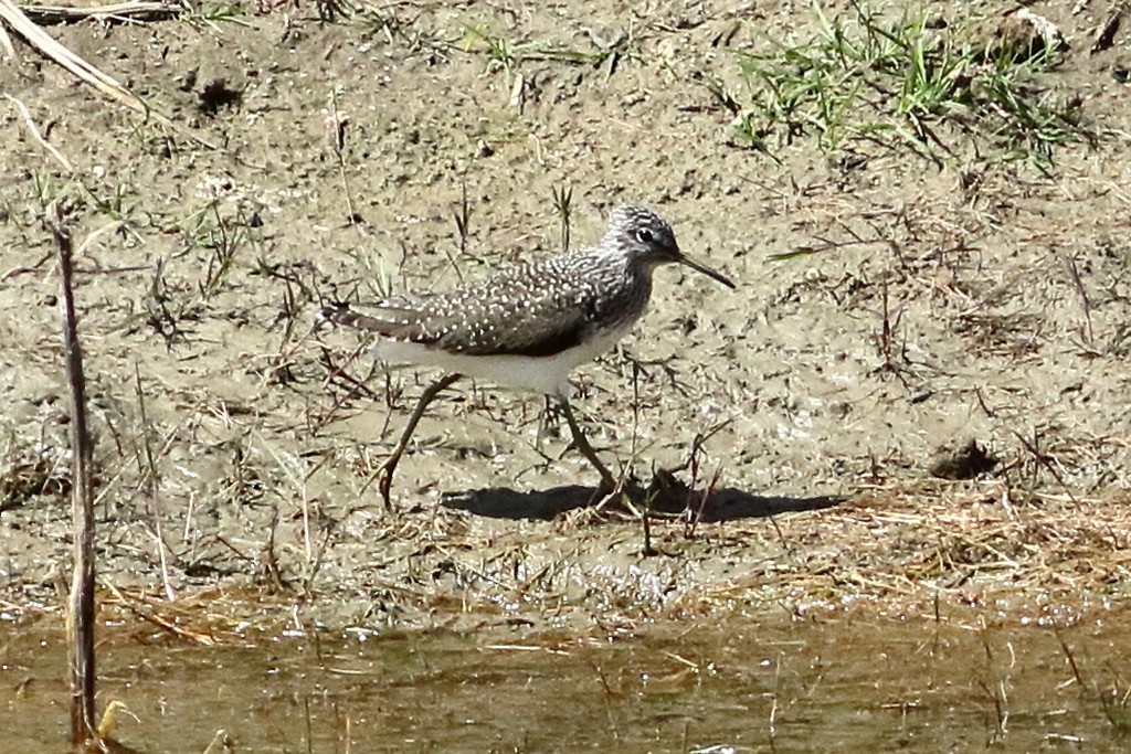 Green Sandpiper - ML550270551