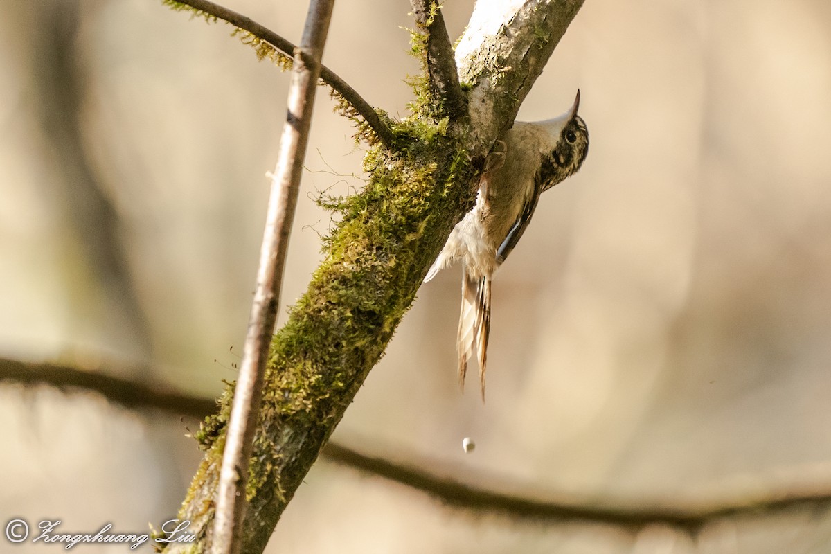 Sichuan Treecreeper - Zongzhuang Liu