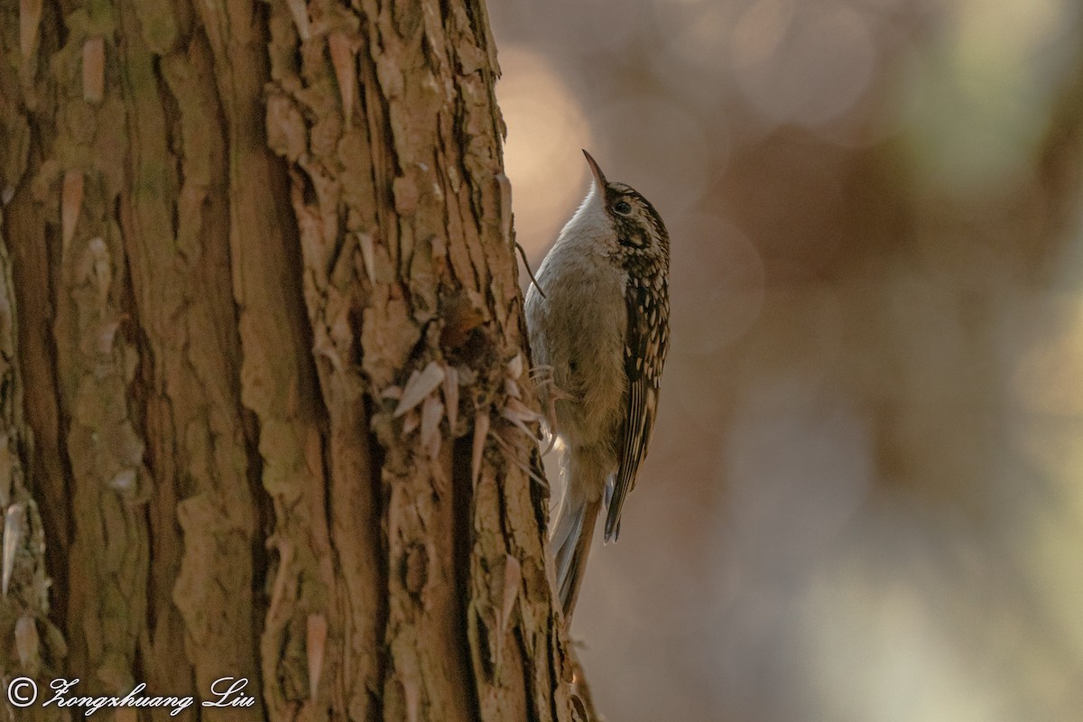 Sichuan Treecreeper - ML550270981