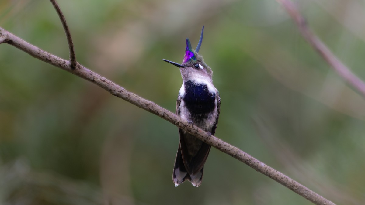 Purple-crowned Plovercrest - ML550271511