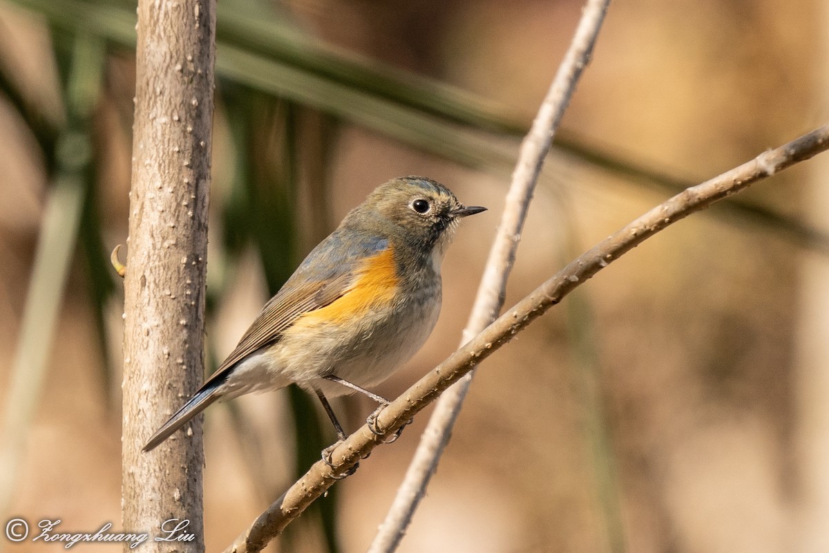 Red-flanked/Himalayan Bluetail - ML550272541