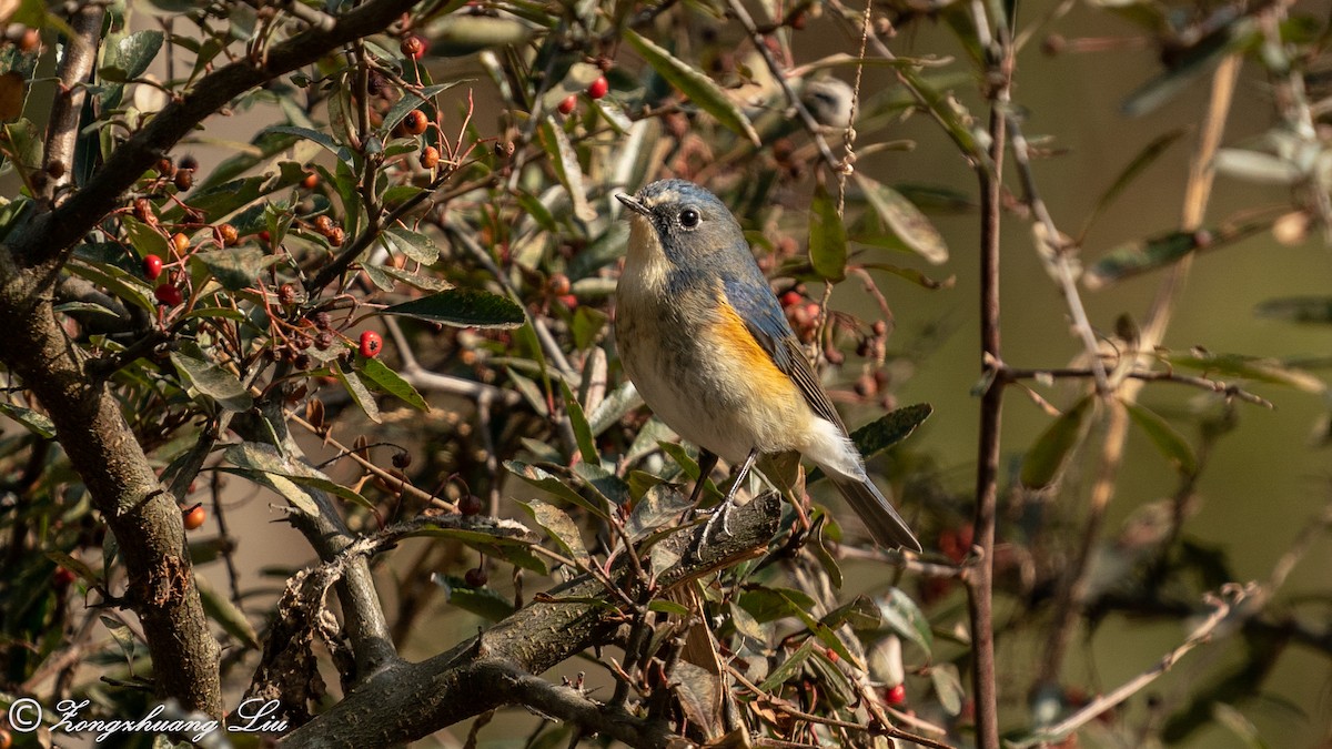 Red-flanked/Himalayan Bluetail - ML550272551