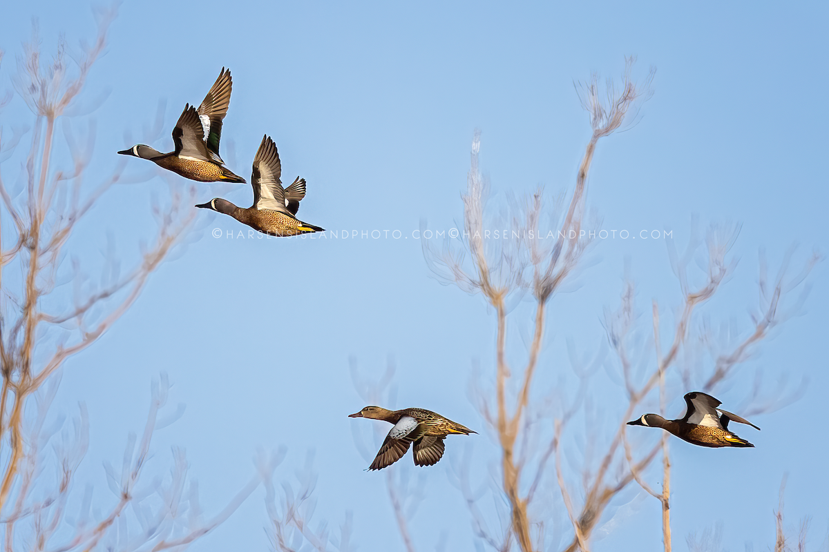 Blue-winged Teal - ML550273331