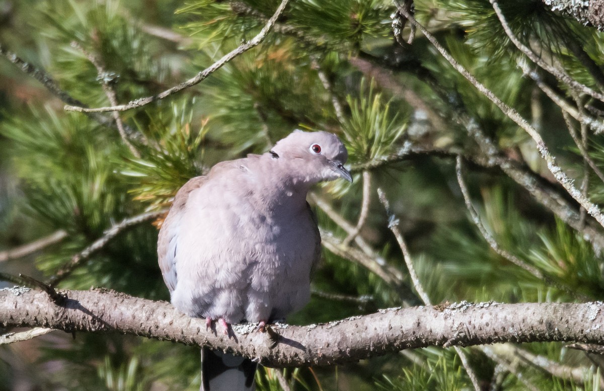 Eurasian Collared-Dove - Svein Ole Mikalsen