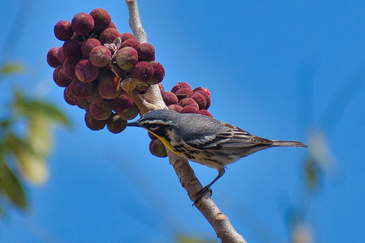 Yellow-throated Warbler - ML550284171