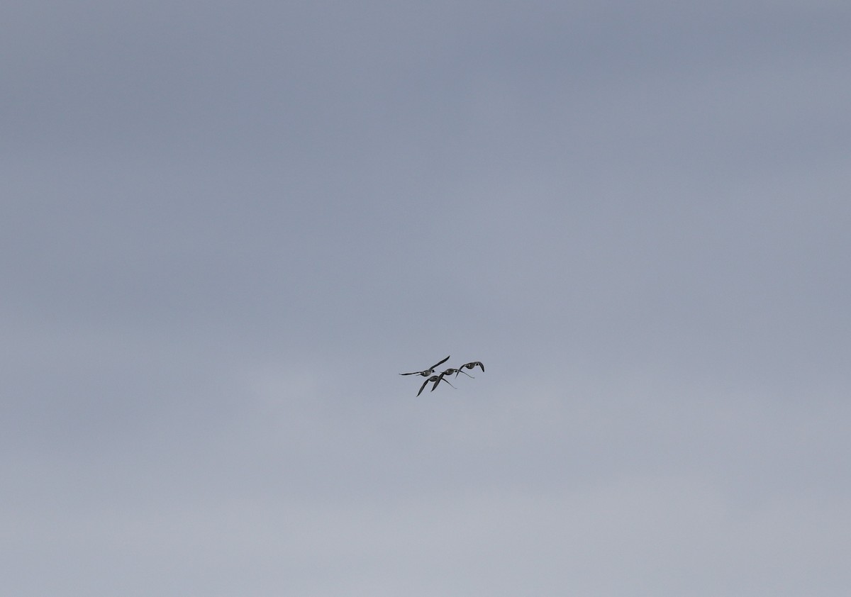 Northern Pintail - ML550284921