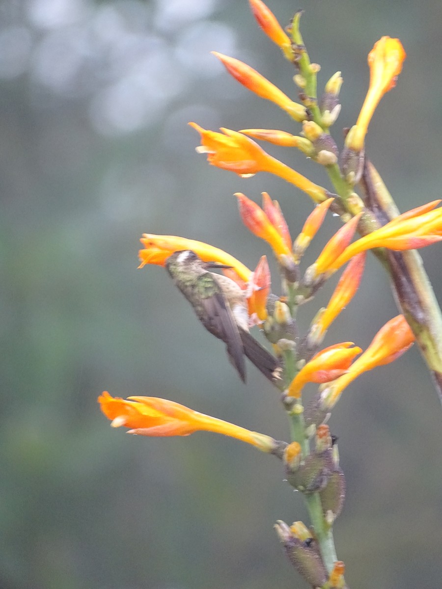 Speckled Hummingbird - Radek Nesvačil