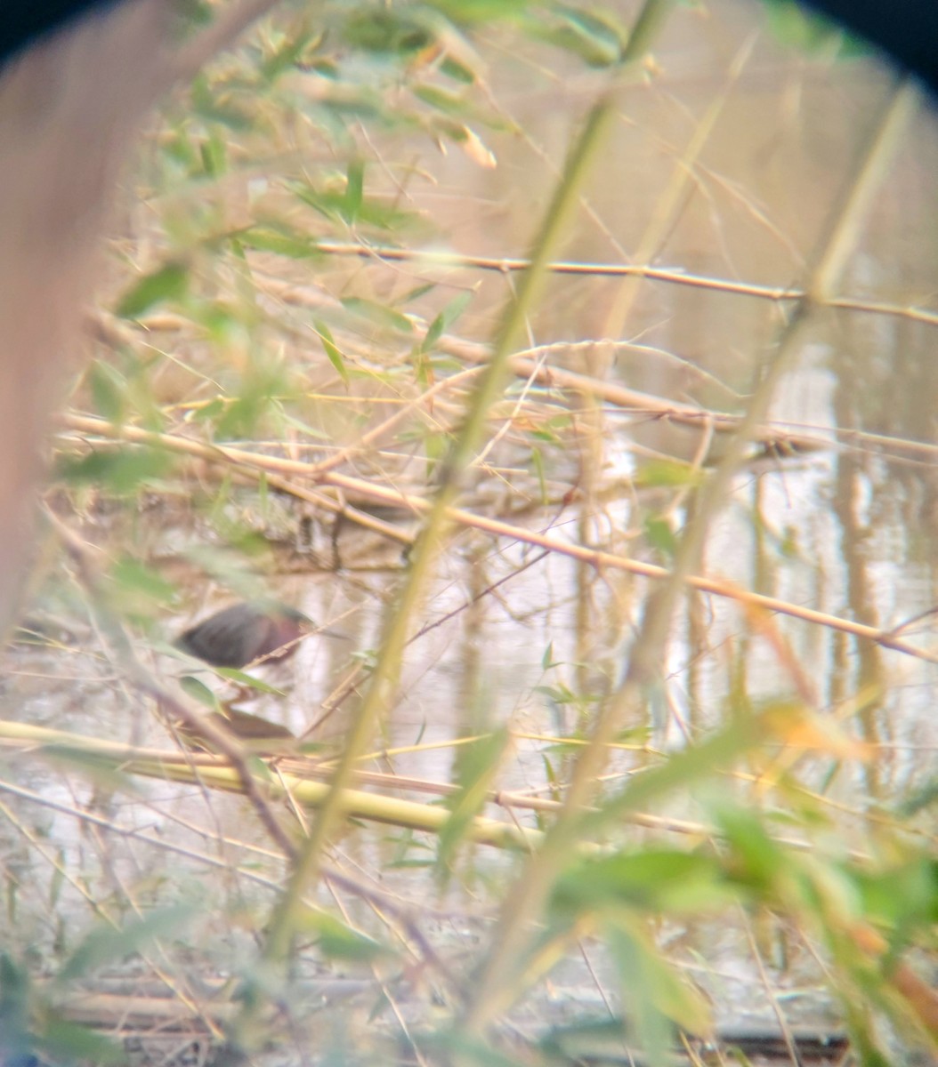 Green Heron - ML550285511
