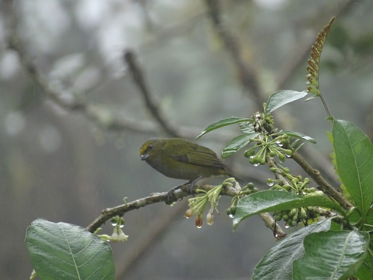 Orange-bellied Euphonia - ML550286161