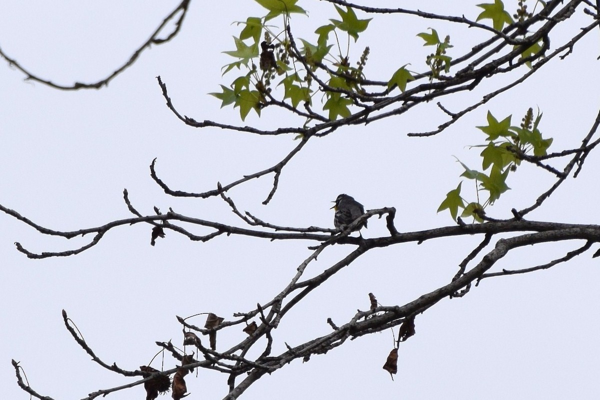 Yellow-throated Warbler - ML55028671