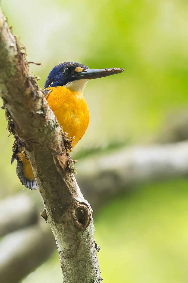 Papuan Dwarf-Kingfisher - ML550286781