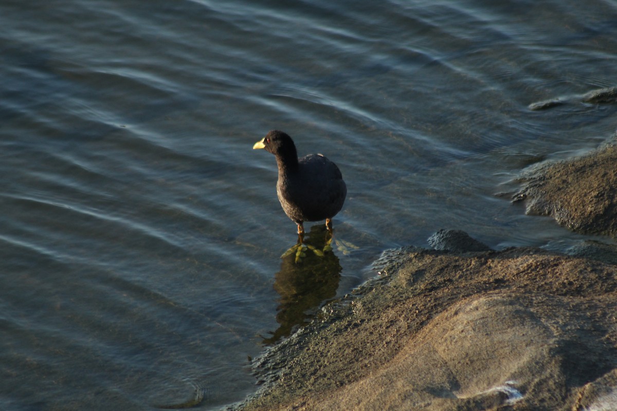 Red-gartered Coot - ML550288061