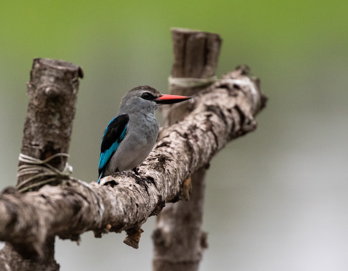 Woodland Kingfisher - William Price