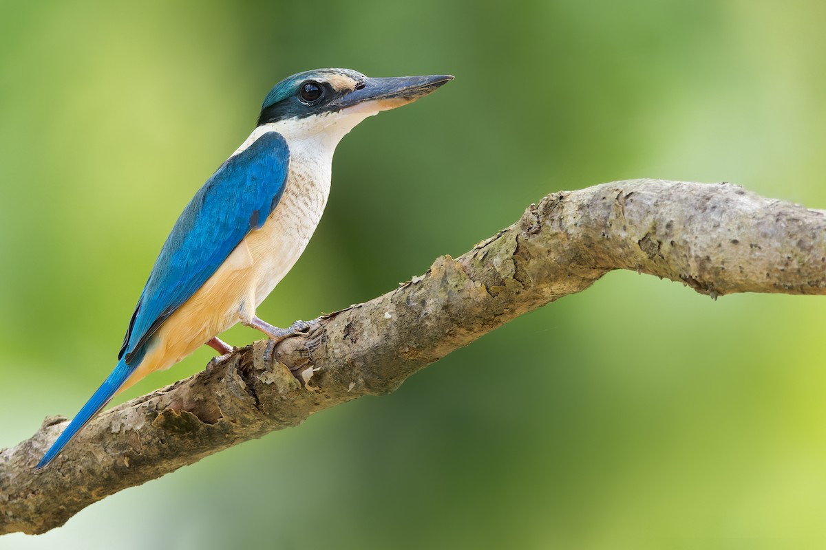 Sacred Kingfisher - ML550288211