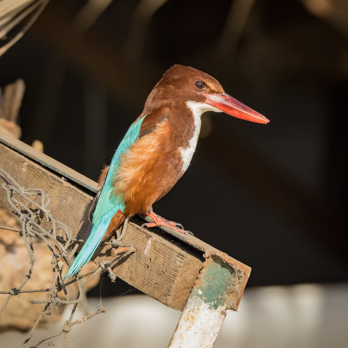 White-throated Kingfisher - ML550288321