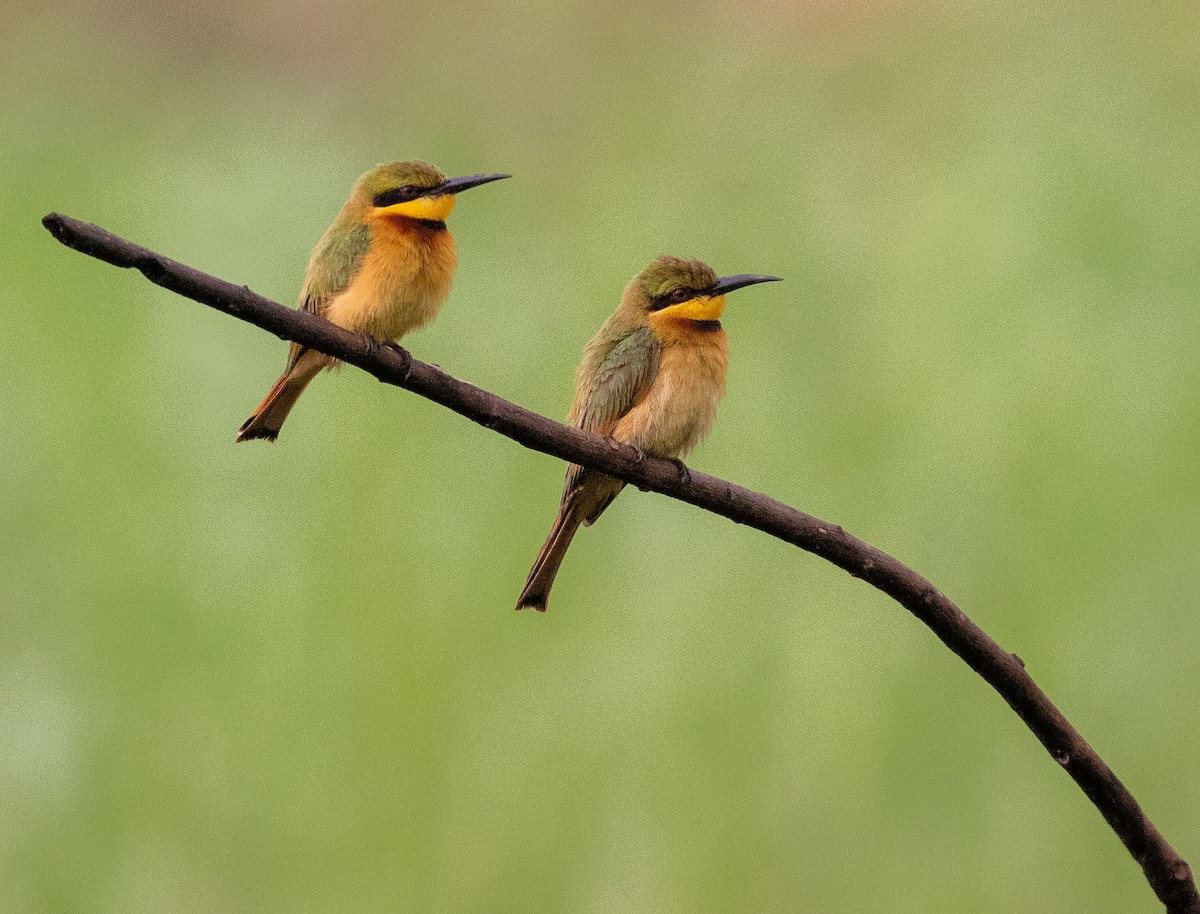 Little Bee-eater - William Price